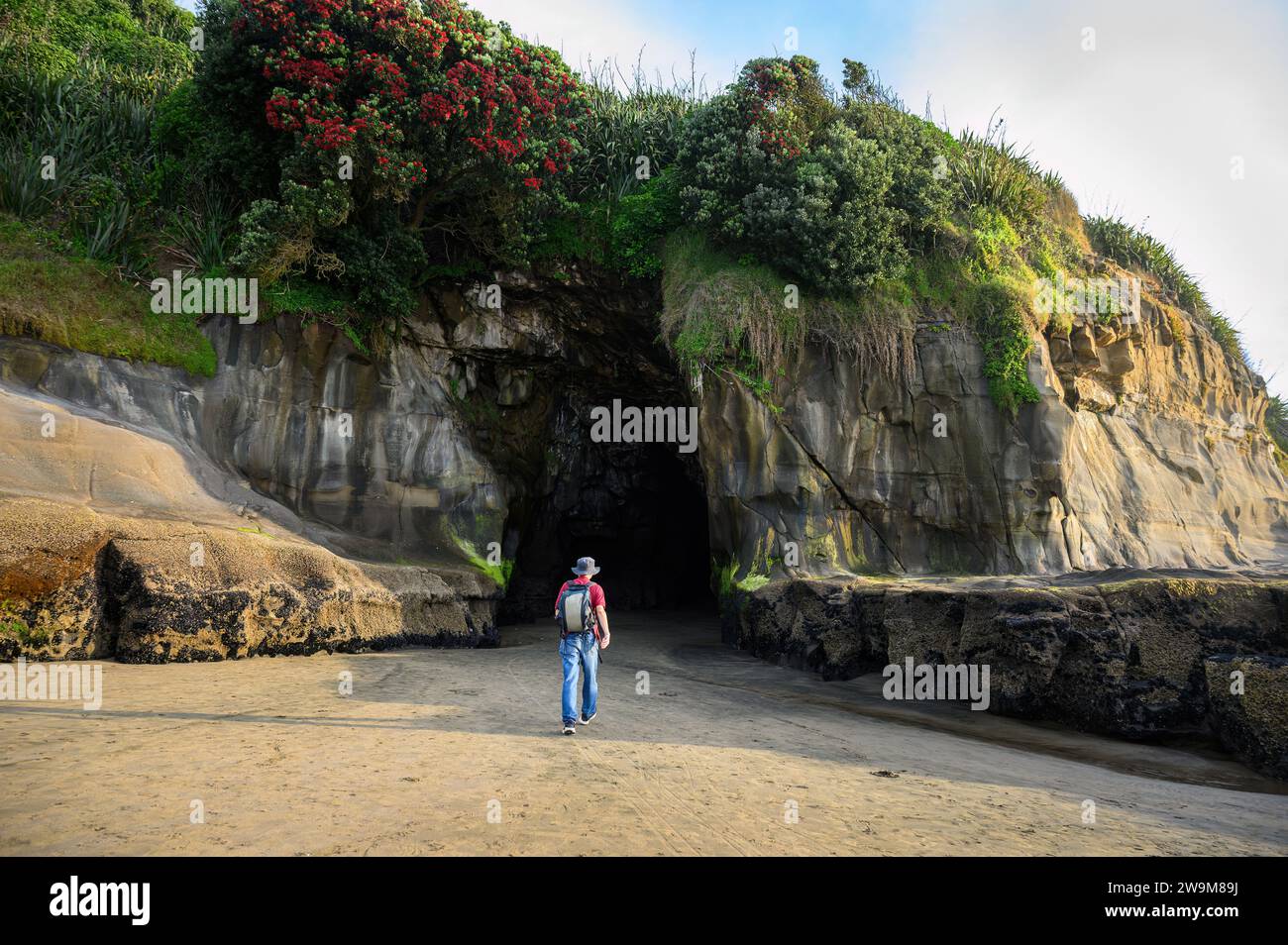 Uomo che cammina verso la grotta di Muriwai. Alberi di Pohutukawa in fiore. Muriwai Beach in estate. Auckland. Foto Stock