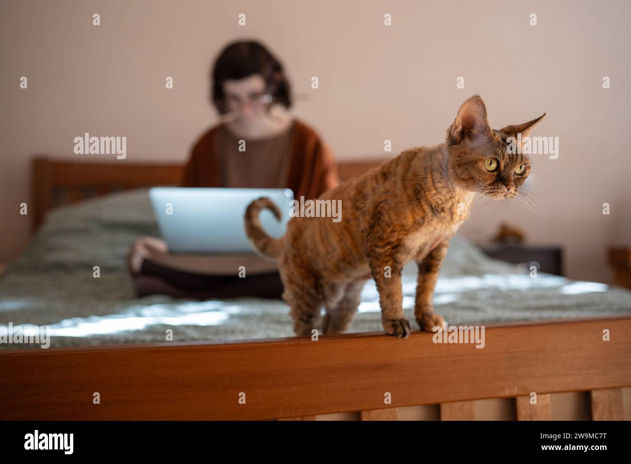 Devon rex gatto che cerca di divertirsi a letto mentre il proprietario di un animale domestico lavora su un computer portatile, studia Foto Stock