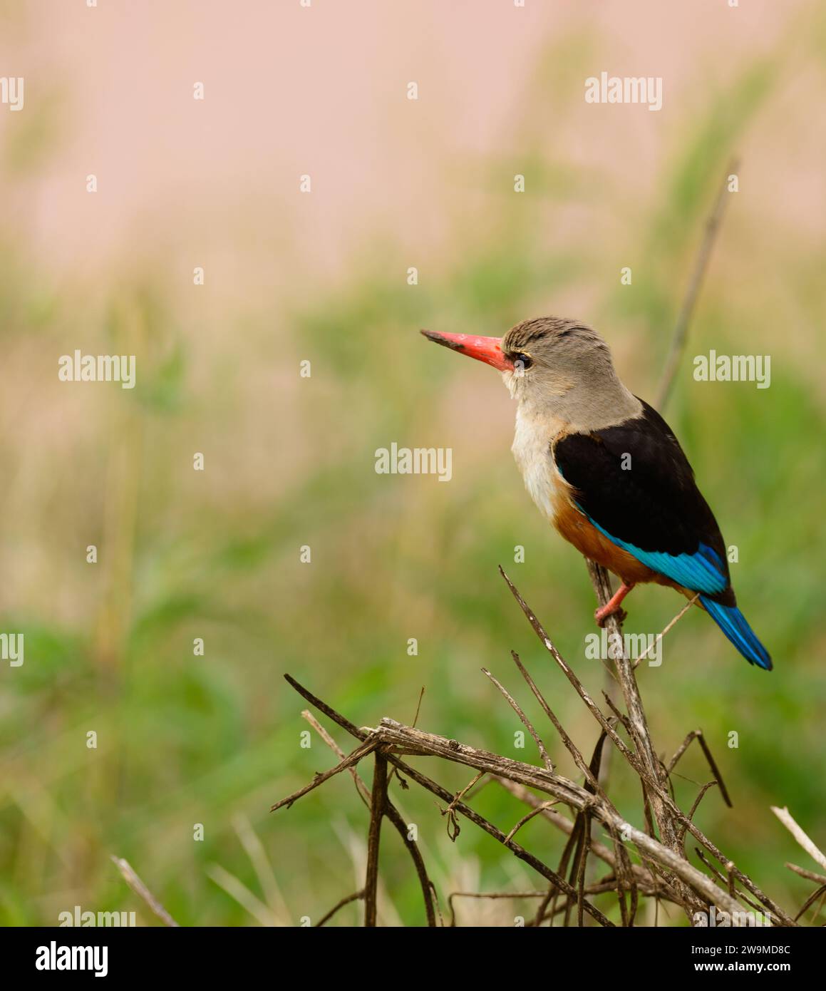 Primo piano di un Kingfisher dalla testa grigia (Halcyon leucocephala) su un ramoscello nel Tarangire National Park, Tanzania Foto Stock