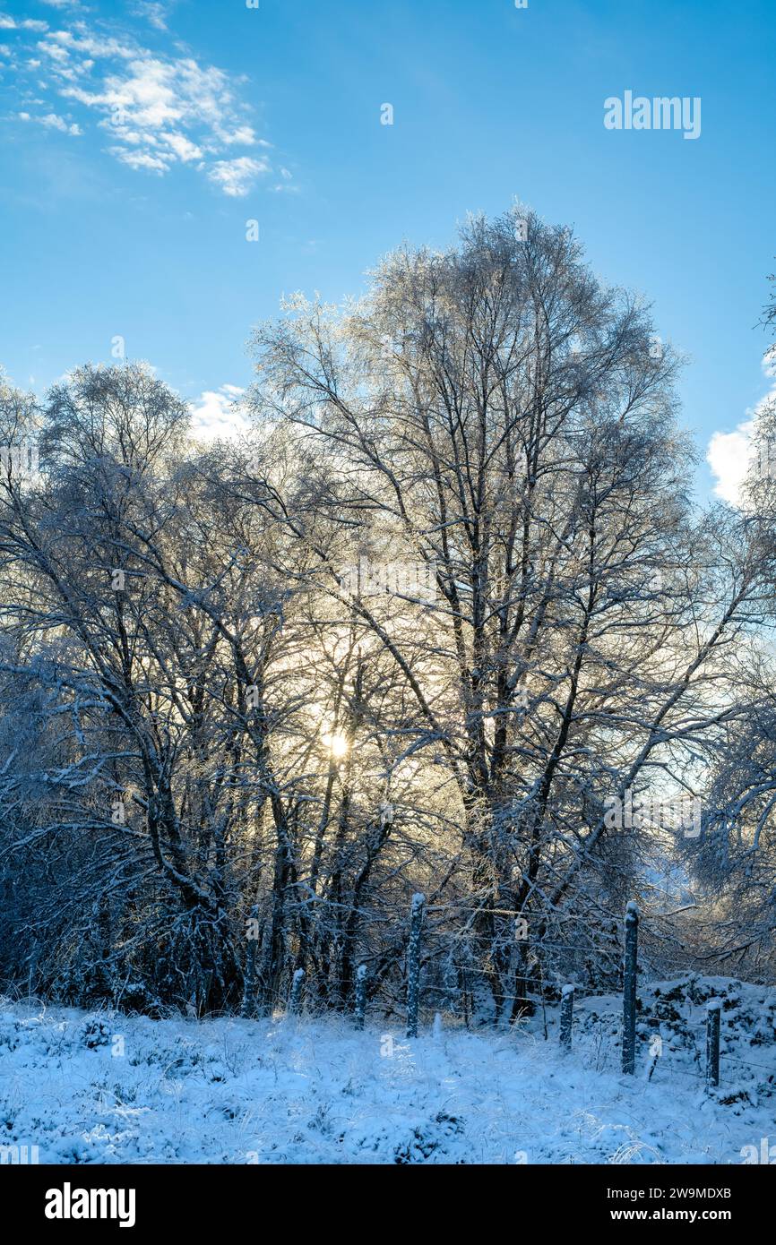 Il sole arriva attraverso gli alberi di betulla innevati nella campagna scozzese. Glen Brown, Cairngorms, Highlands, Scozia Foto Stock