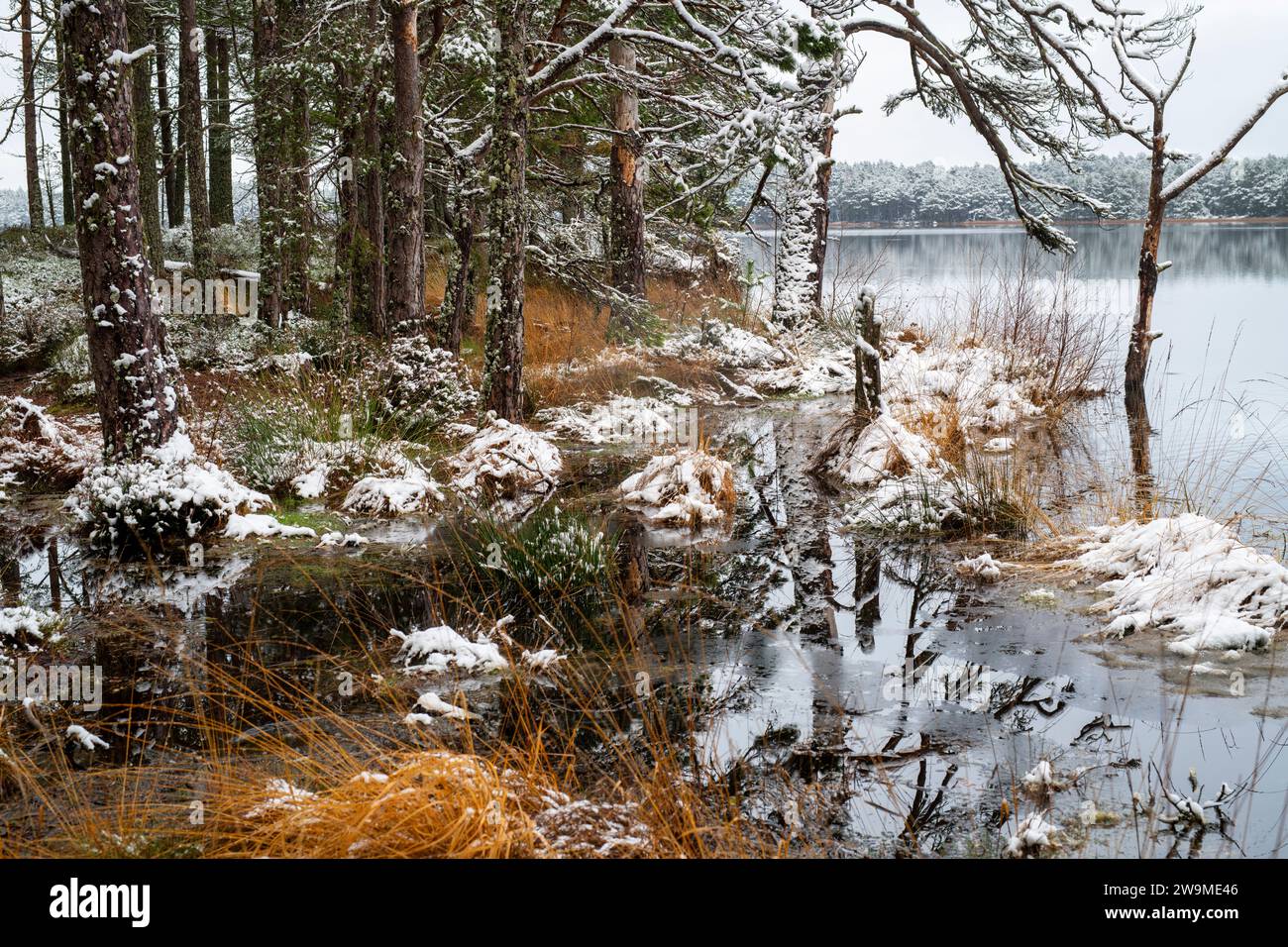 Pini e prati lungo le acque si affacciano sulla neve. Loch Mallachie, Highlands, Scozia Foto Stock