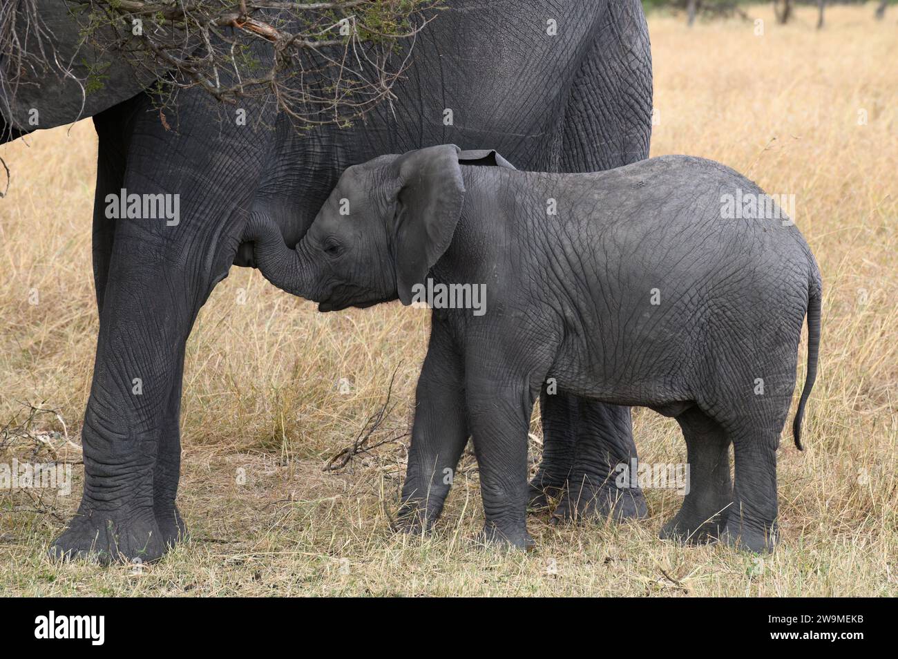 Vitello elefante nel Serengeti che beve latte materno Foto Stock