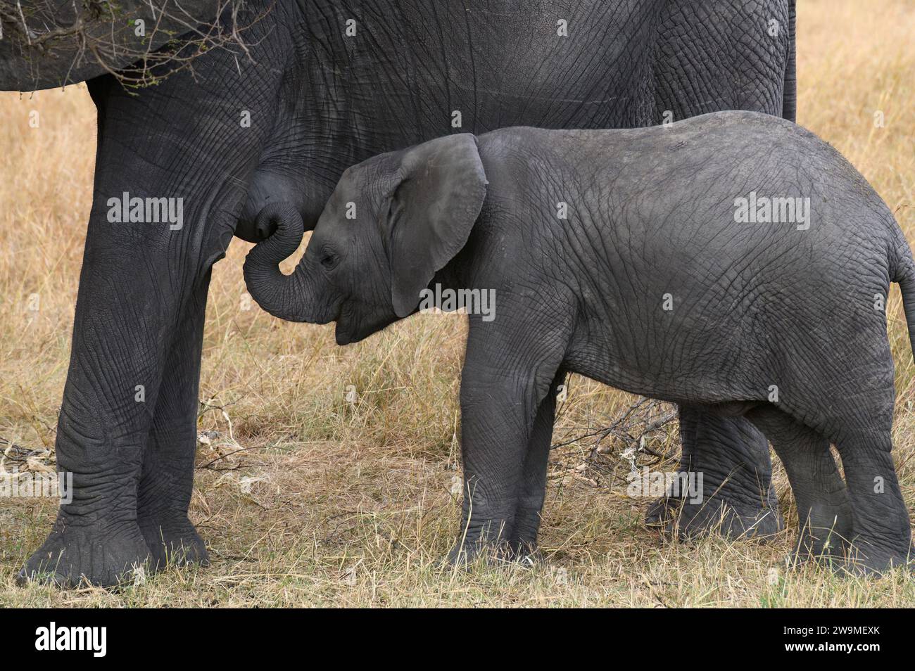 Vitello elefante nel Serengeti che beve latte materno Foto Stock