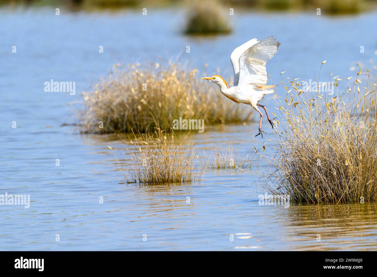 L'egret mangiatore di granchio o Ardeola ralloides è una specie di uccelli pelecaniformi della famiglia Ardeidae Foto Stock