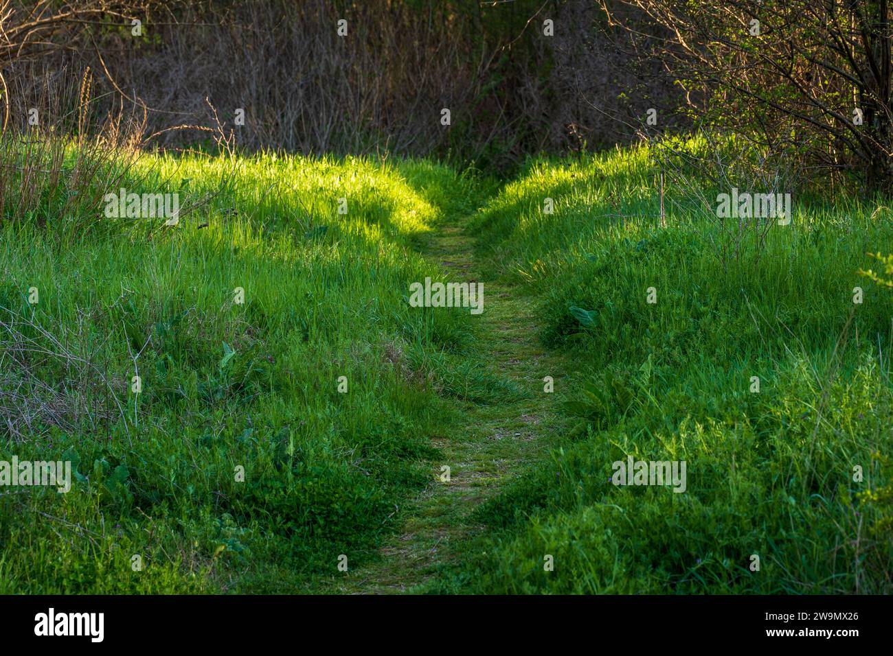 Sentiero verde in erba nella foresta, illuminato dalla sorgente naturale di luce. Giornata di sole. Fiaba, concetto Foto Stock