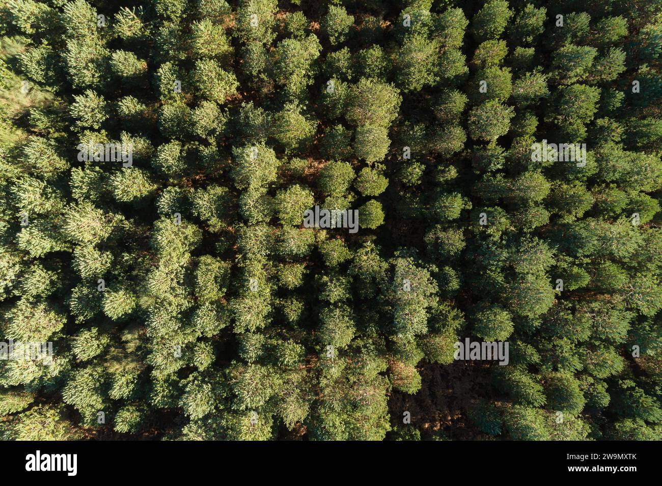 vista aerea con droni, dettaglio delle tettoie di una pineta. Foto Stock