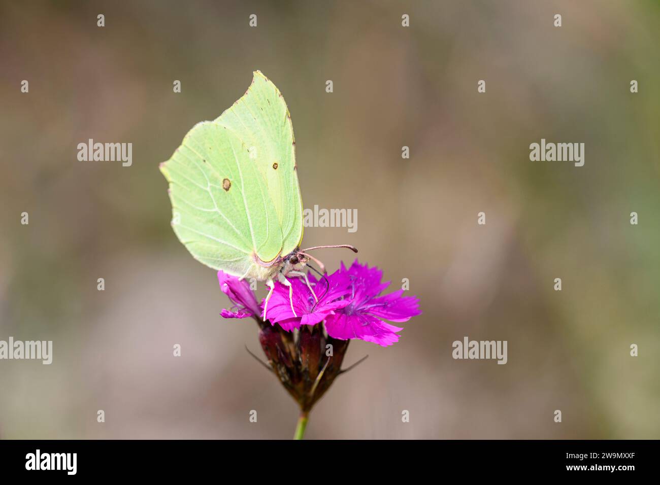 Farfalla di pietra murata comune - Gonepteryx rhamni succhia con il suo nettare tronco da un fiore rosa certosino - Dianthus carthusianorum Foto Stock