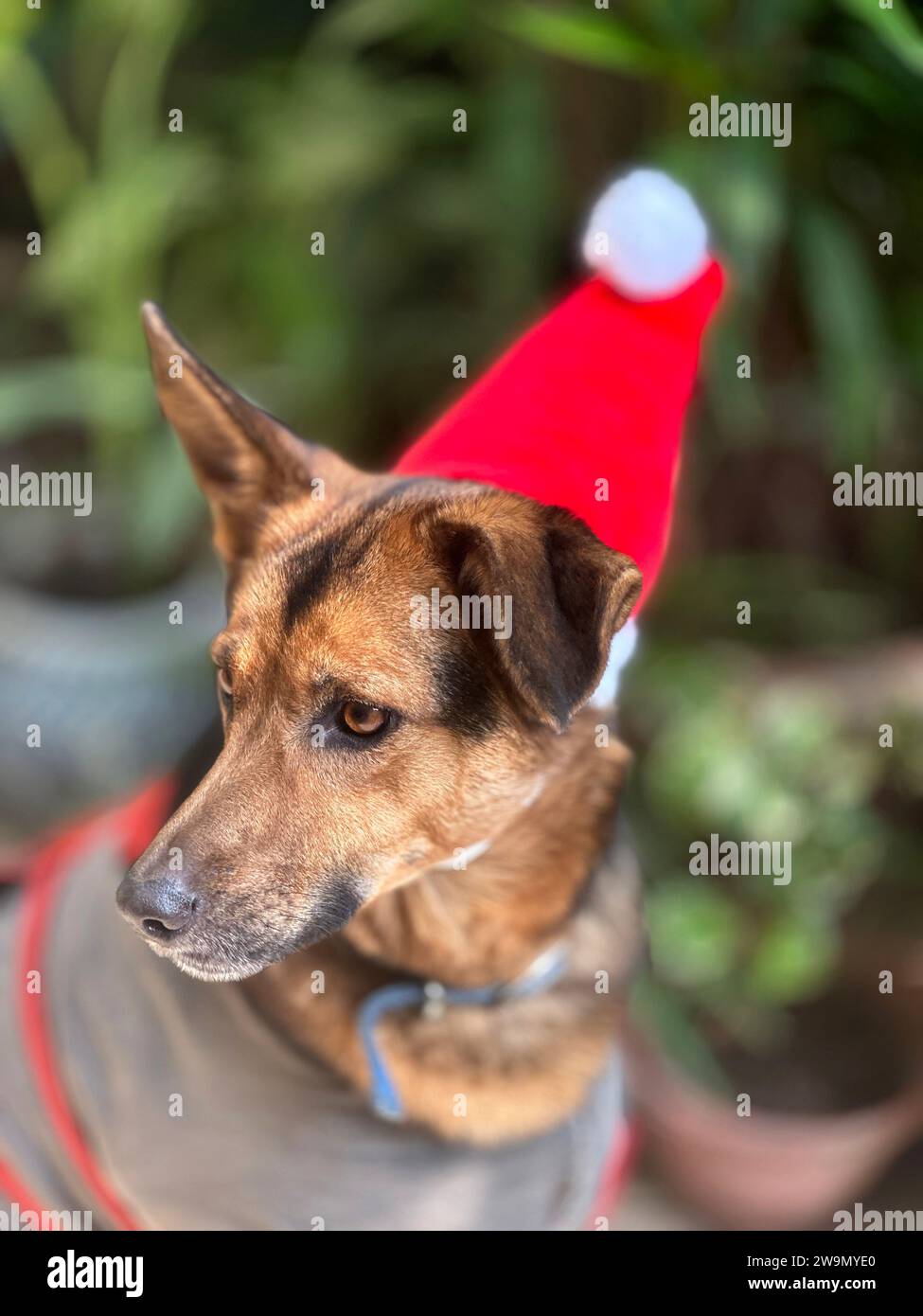 Ritratto di un cane in piedi in un giardino che indossa un cappello di babbo natale Foto Stock