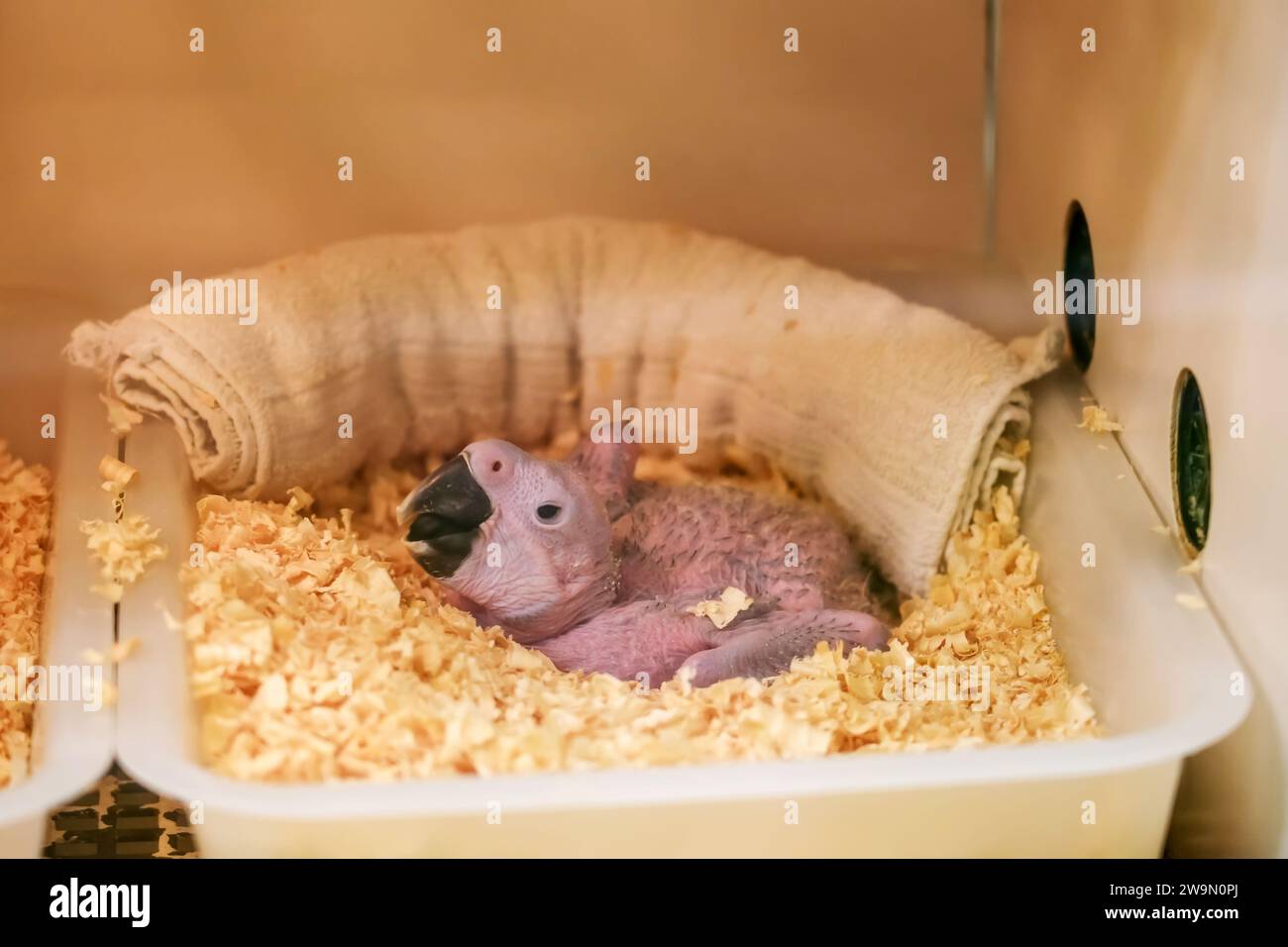 Incubatore per pappagallo per allevare pulcini neonati macaw Foto Stock