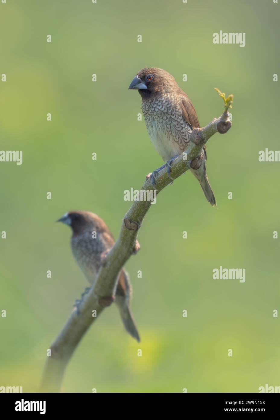 Due munia di petto scalato (Lonchura punctulata) arroccati su un ramo, Thailandia Foto Stock