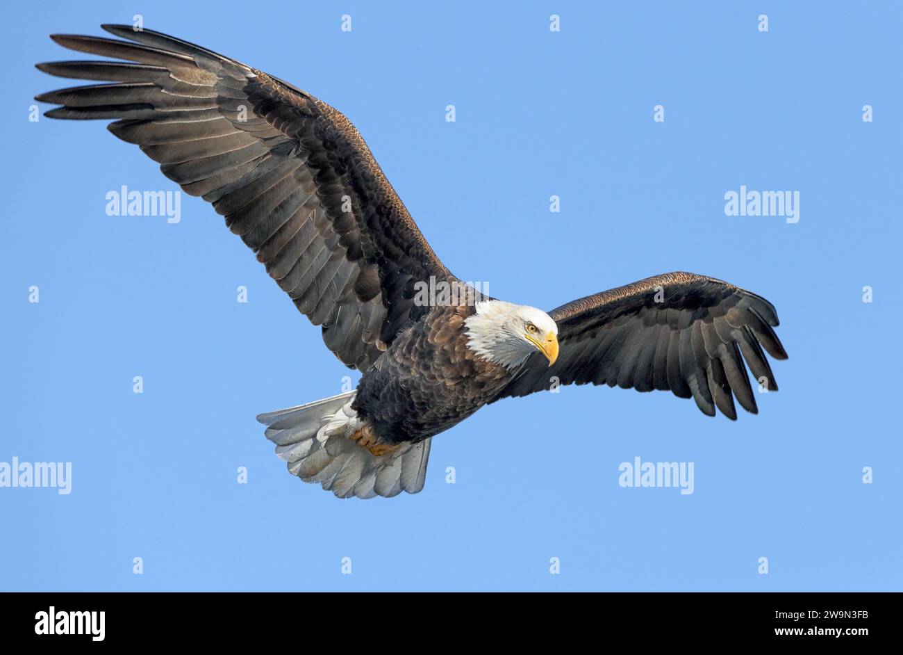 ID foto 500px: 61771727 - Aquila calva adulto alla ricerca di un pasto. Foto Stock