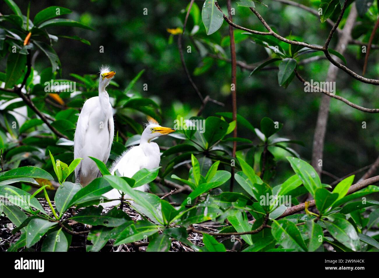 Due grandi Egreti (Ardea albus) arroccati su un albero in una foresta di mangrovie vicino alla piccola città di Madresal nel Chiapas, Messico. Foto Stock