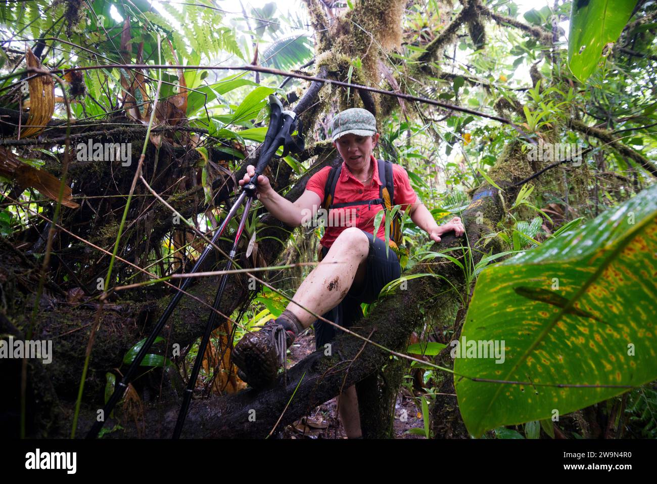Un escursionista con zaino in spalla attraversa una sezione di foresta pluviale molto boscosa e umida sul segmento 8 del Waitukubuli National Trail sull'isola caraibica di Dominica. Foto Stock