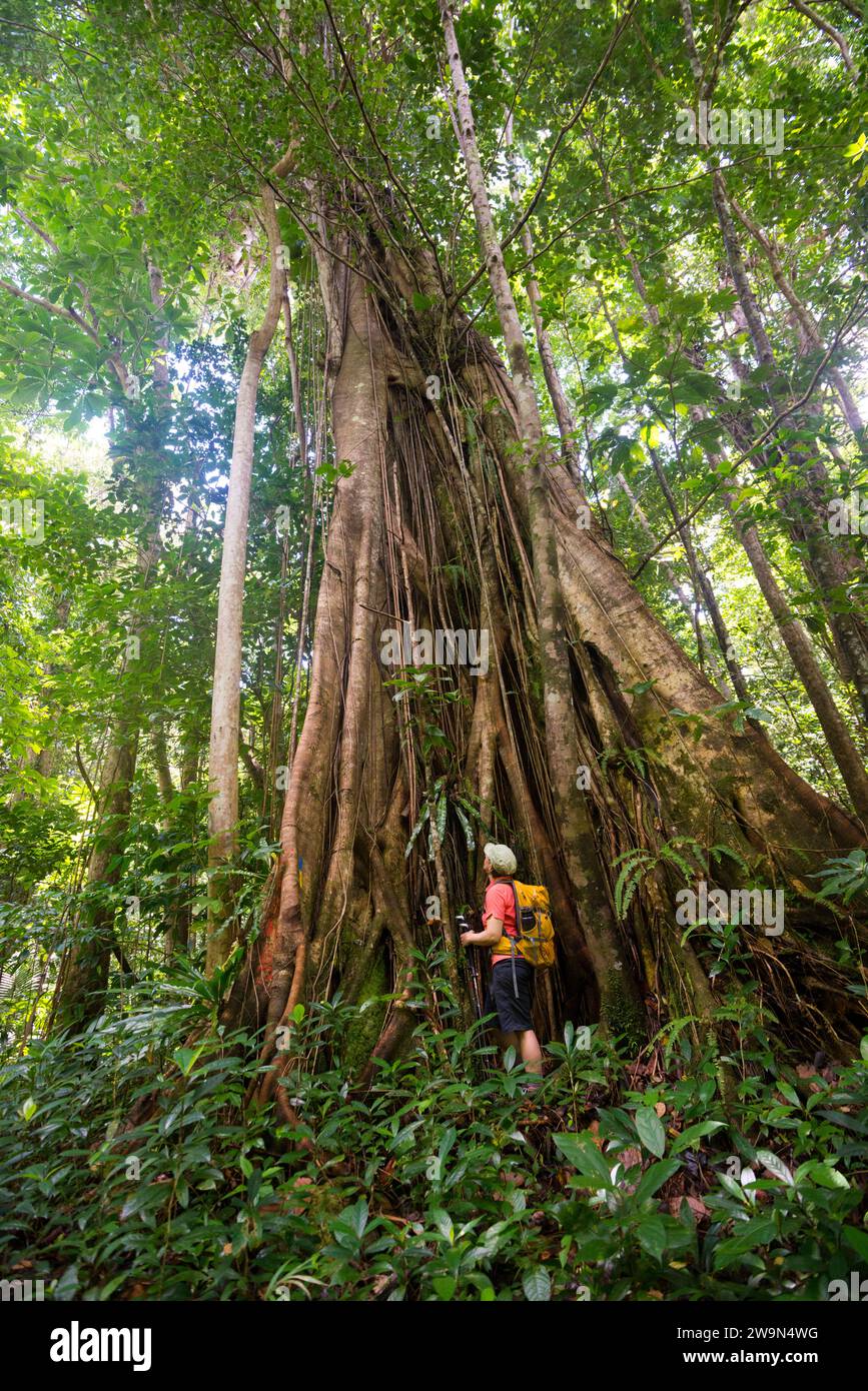 Uno zaino in spalla guarda un albero di chatanier molto grande (albero di radice di contrafforti, Acomat Boucan Sloanea) nella foresta pluviale del segmento 11 del Waitukubuli National Trail sui Caraibi Foto Stock