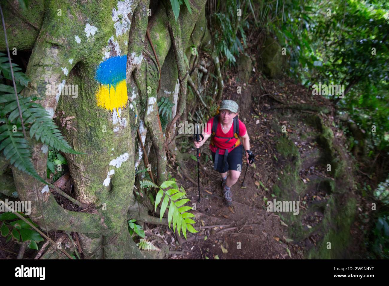 Una donna cammina lungo un sentiero blu e giallo che si illumina sul segmento 3 del Waitukubuli National Trail sull'isola caraibica di Dominica. Il bagliore blu e giallo è il marchio ufficiale Foto Stock