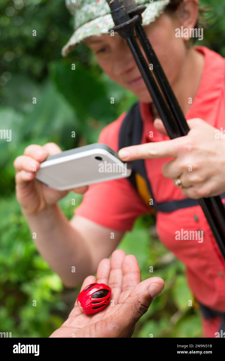 Un uomo tiene una noce moscata nel palmo della sua mano mentre una donna scatta una foto con il suo iPhone sul segmento 1 del Waitukubuli National Trail sull'isola caraibica di Dominica. Foto Stock