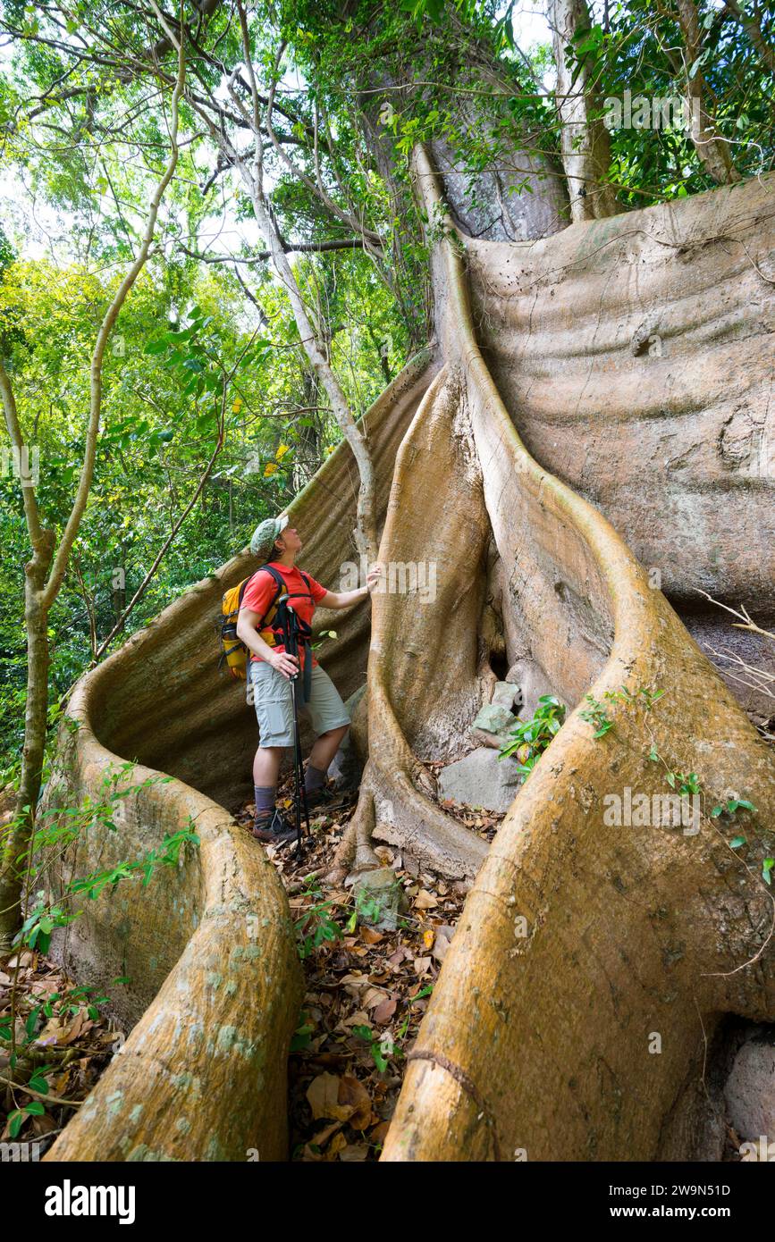 Una donna ammira un grande albero di chatanier (albero di radice di contrafforti, Acomat Boucan Sloanea) nel segmento 1 del Waitukubuli National Trail sull'isola caraibica di Dominica. Foto Stock