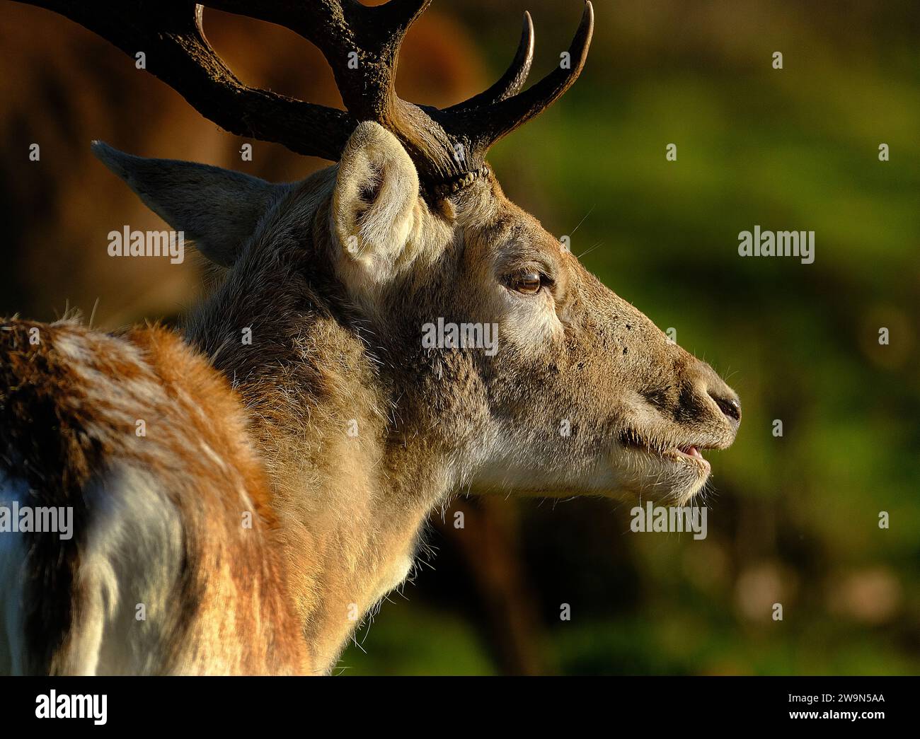 Il cervo rosso è una delle specie di cervo più grandi. Un cervo rosso maschio è chiamato uno stag o hart, e una femmina è chiamata una cotenna. Foto Stock