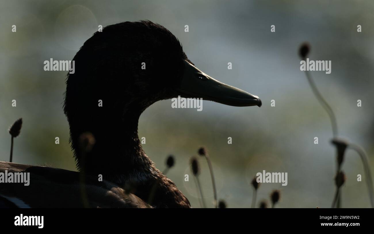 Mallard duch con silhouette sul lago. Foto Stock