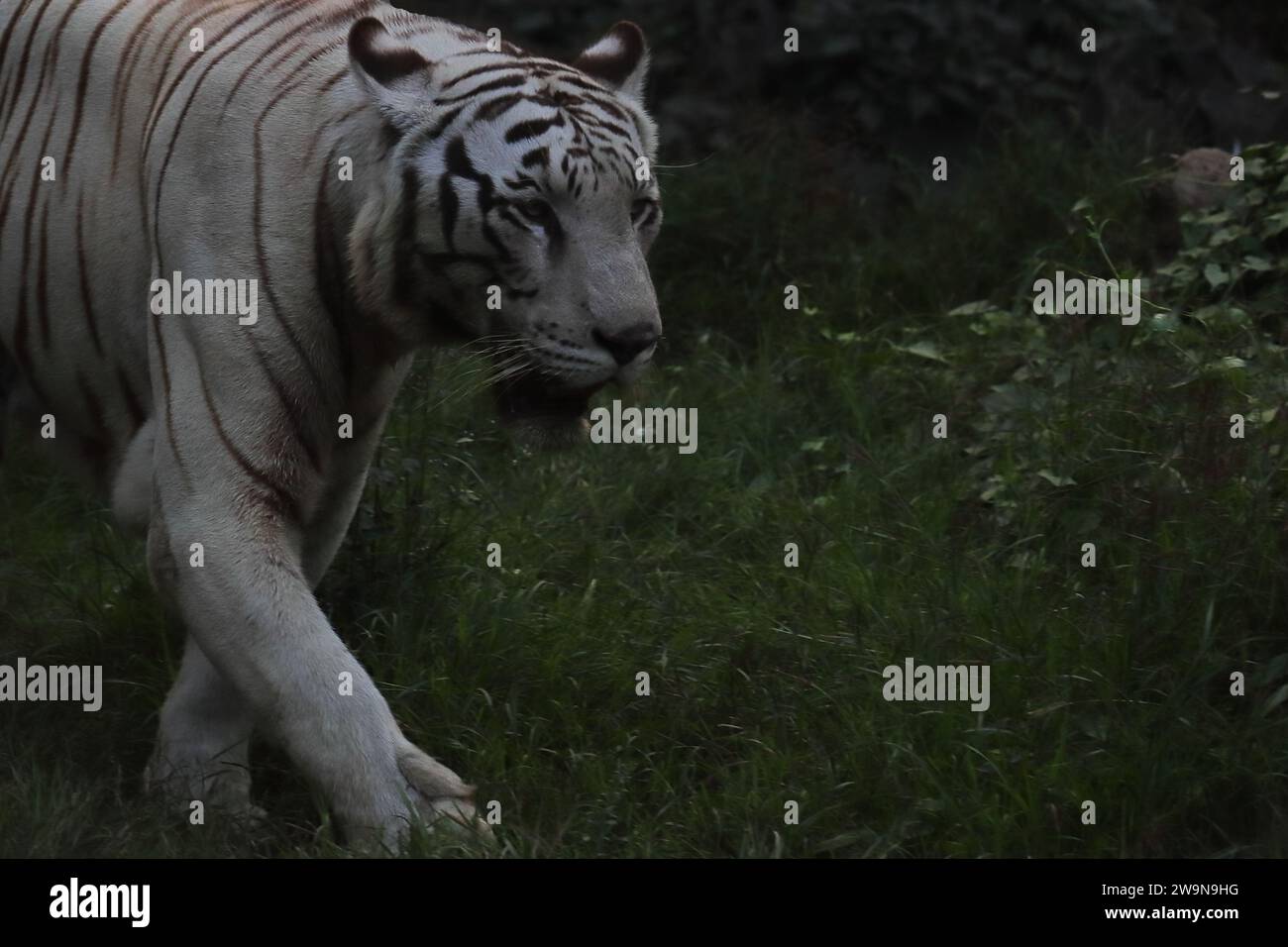 grande tigre bengala o tigre indiana (panthera tigris) di colore bianco con sfondo scuro Foto Stock