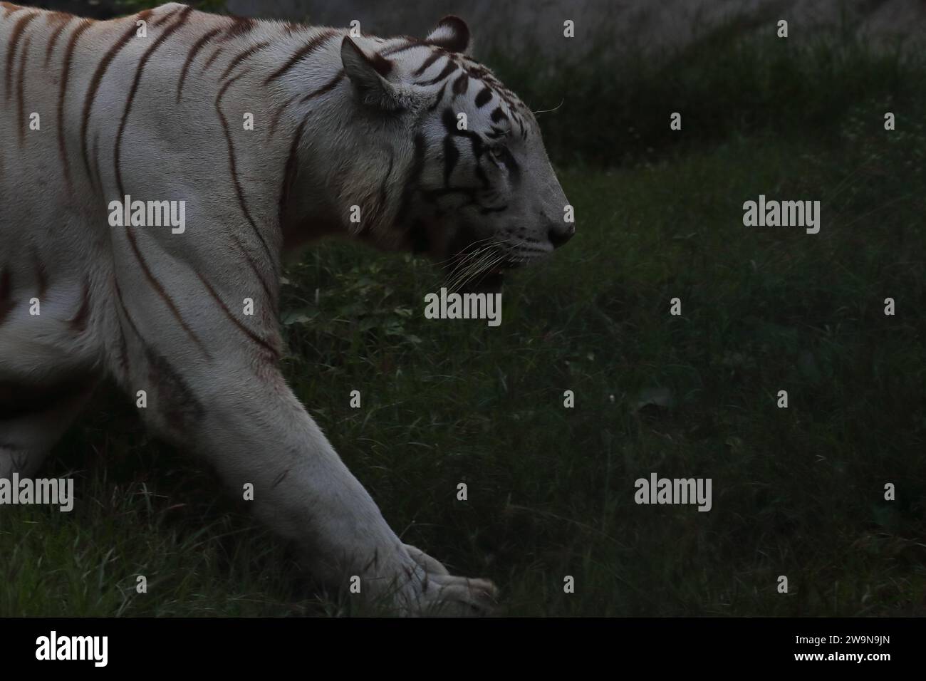 grande tigre bengala o tigre indiana (panthera tigris) di colore bianco con sfondo scuro Foto Stock