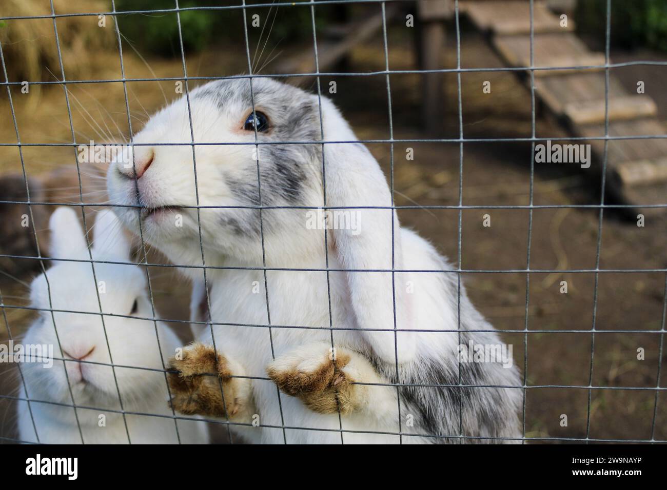 Dietro la recinzione coniglietta, una meraviglia bianca abita, la sua forma soffice una visione di purezza contro il recinto, accennando a un mondo nascosto di luppoli giocosi e. Foto Stock