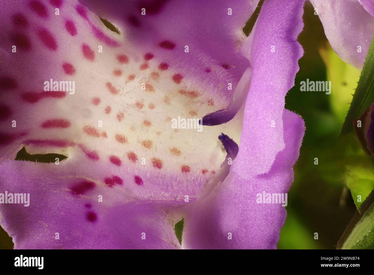 Primo piano del fiore di Snake Bush (Hemiandra pungens) Foto Stock