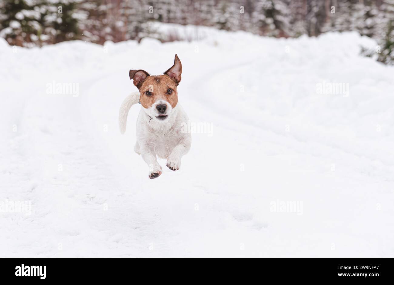 Correndo i cani e saltando in avanti sulla strada innevata invernale nella foresta Foto Stock