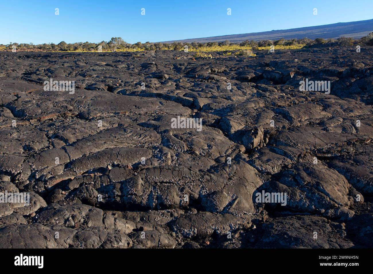 Lava Flow, Kipuka PU‘u Huluhulu Native Tree Sanctuary, Hawaii Foto Stock