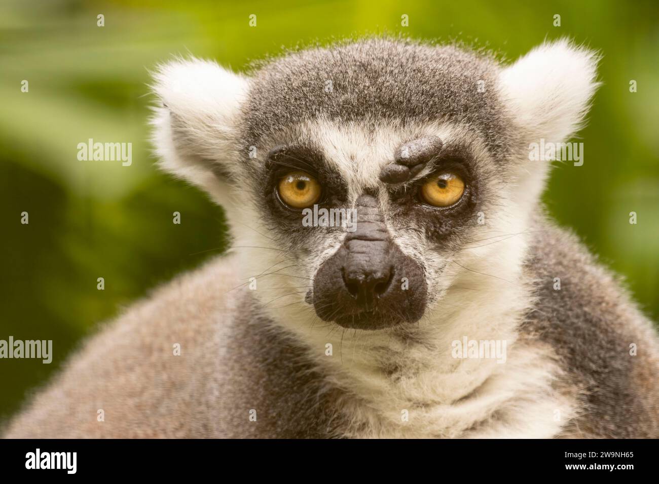 Lemur a coda di anello, zoo della foresta pluviale di Panaewa, Hilo, Hawaii Foto Stock
