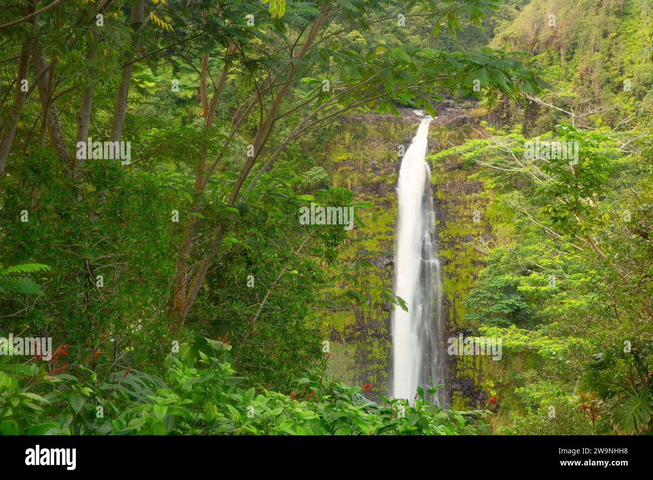 Akaka Falls, Akaka Falls State Park, Hawaii Foto Stock