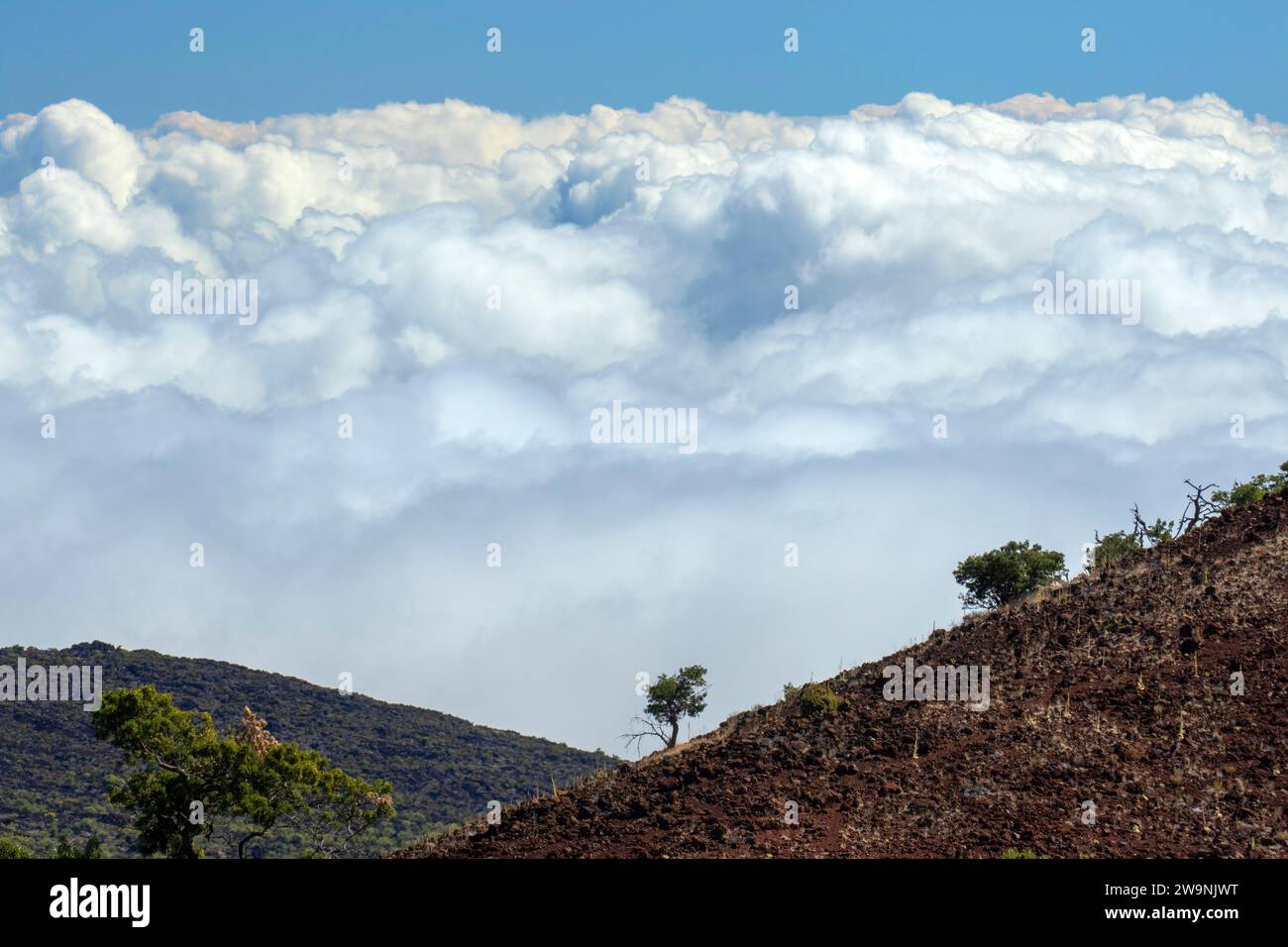 Nuvole marine, riserva forestale di Mauna Kea, Hawaii Foto Stock