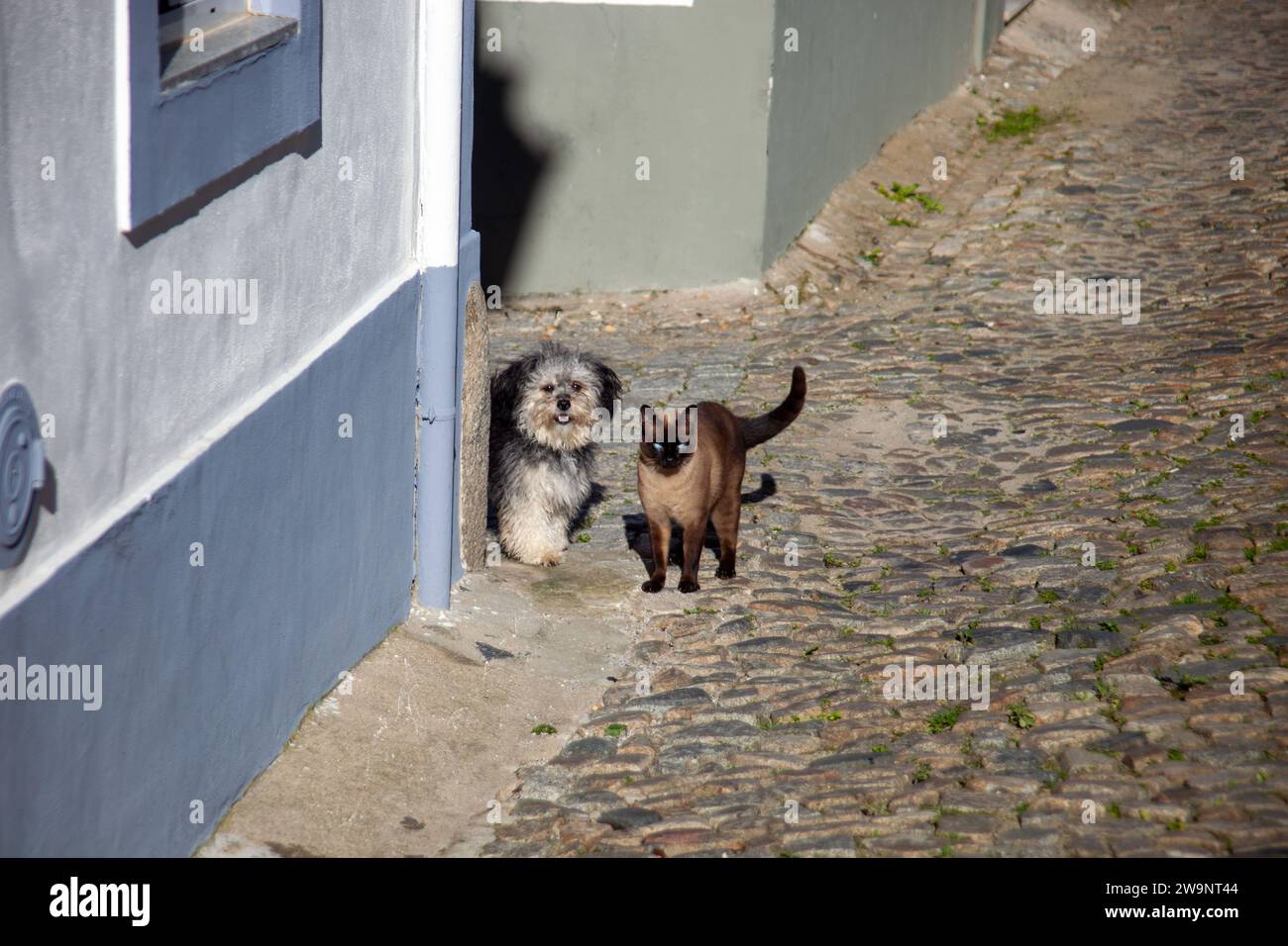 Adorabile gatto siamese e carino cane che sbircia dietro l'angolo. Un momento di curiosità animale e dolcezza. Foto Stock
