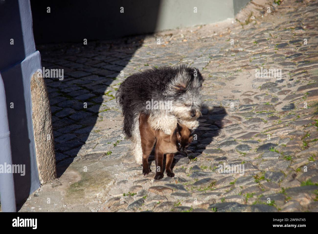 Adorabile gatto siamese e carino cane che sbircia dietro l'angolo. Un momento di curiosità animale e dolcezza. Foto Stock