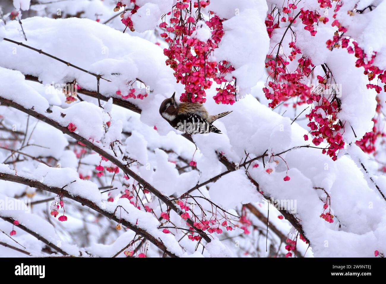 Due settimane a Jilin City, in Cina Foto Stock