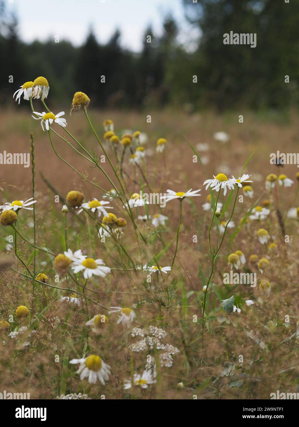 Camomilla di mezza estate nella calda brezza estiva Foto Stock