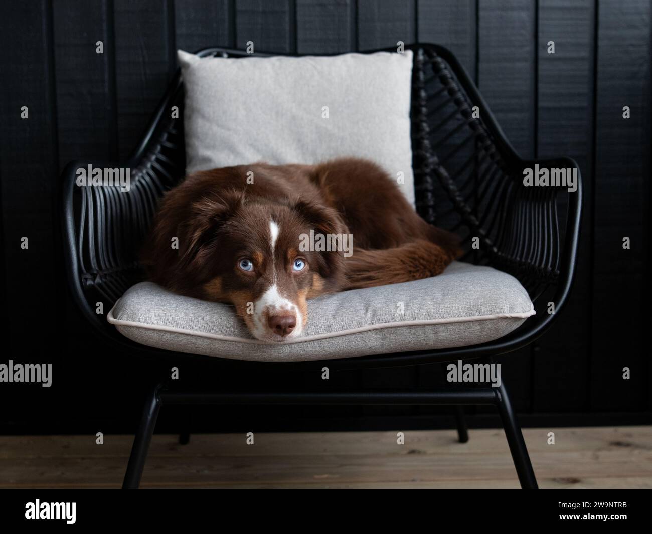Australian Shepherd su una sedia con sfondo scuro Foto Stock