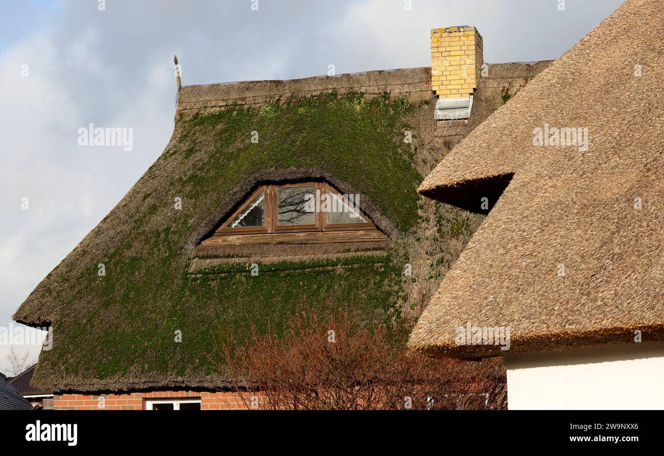Ahrenshoop, Germania. 29 dicembre 2023. Tetti di paglia nella località balneare del Baltico. L