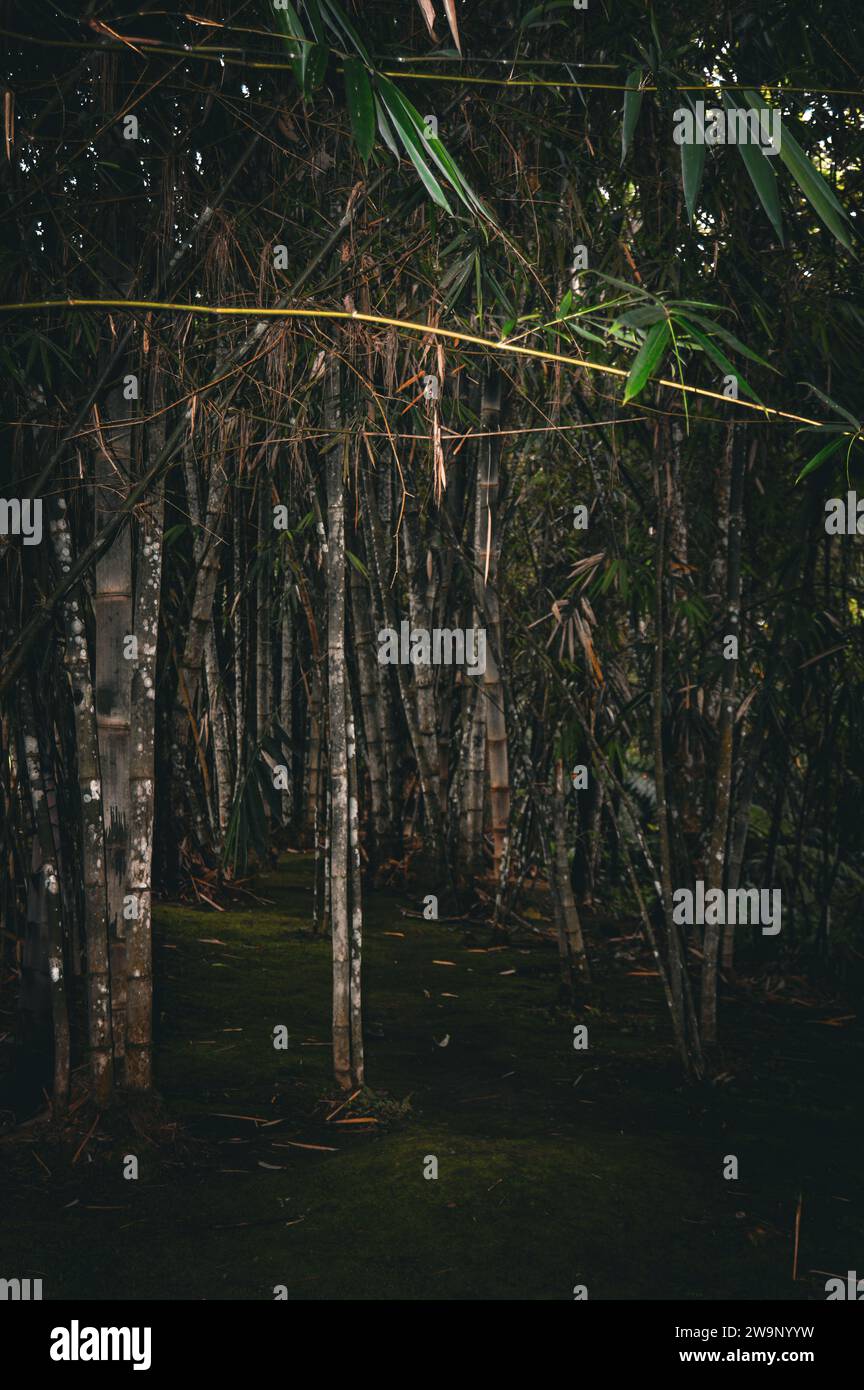 L'immagine presenta un gruppo di alberi con foglie verdi, incastonati nel paesaggio esterno del Parco naturale dell'Eden. Foto Stock