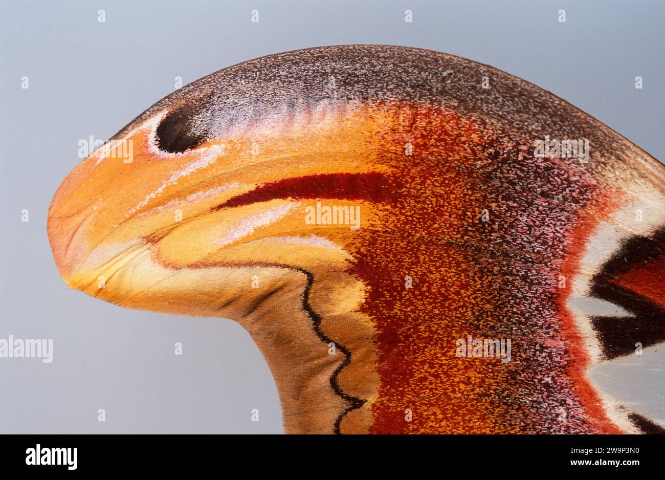 Atlas Moth (atlante di Attacus) è una falena originaria dell'Asia. Dettaglio ala (testa cobra). Foto Stock