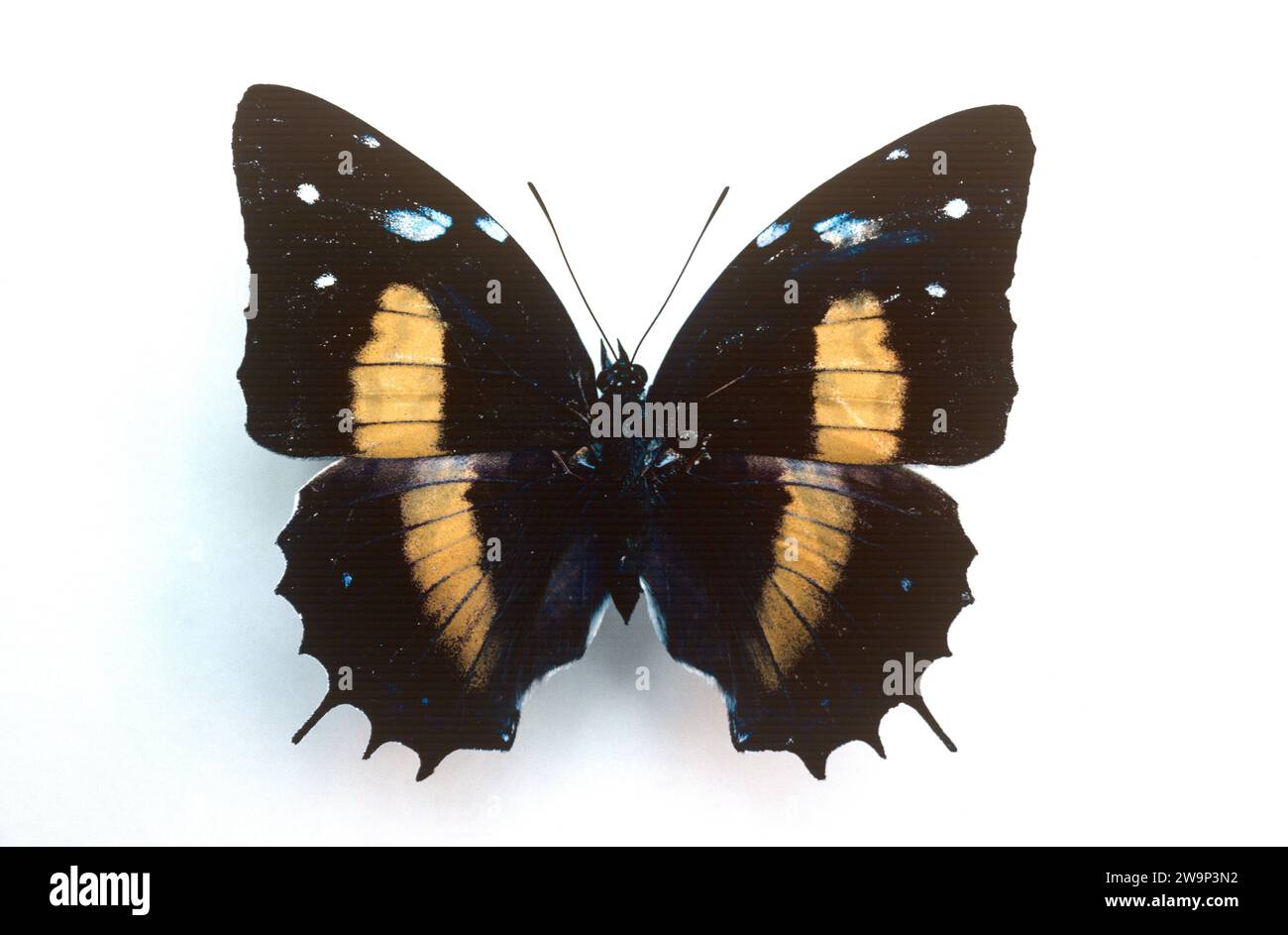 Baeotus japetus è una farfalla originaria del Brasile e del Perù Amazzonia. Superficie dorsale. Foto Stock