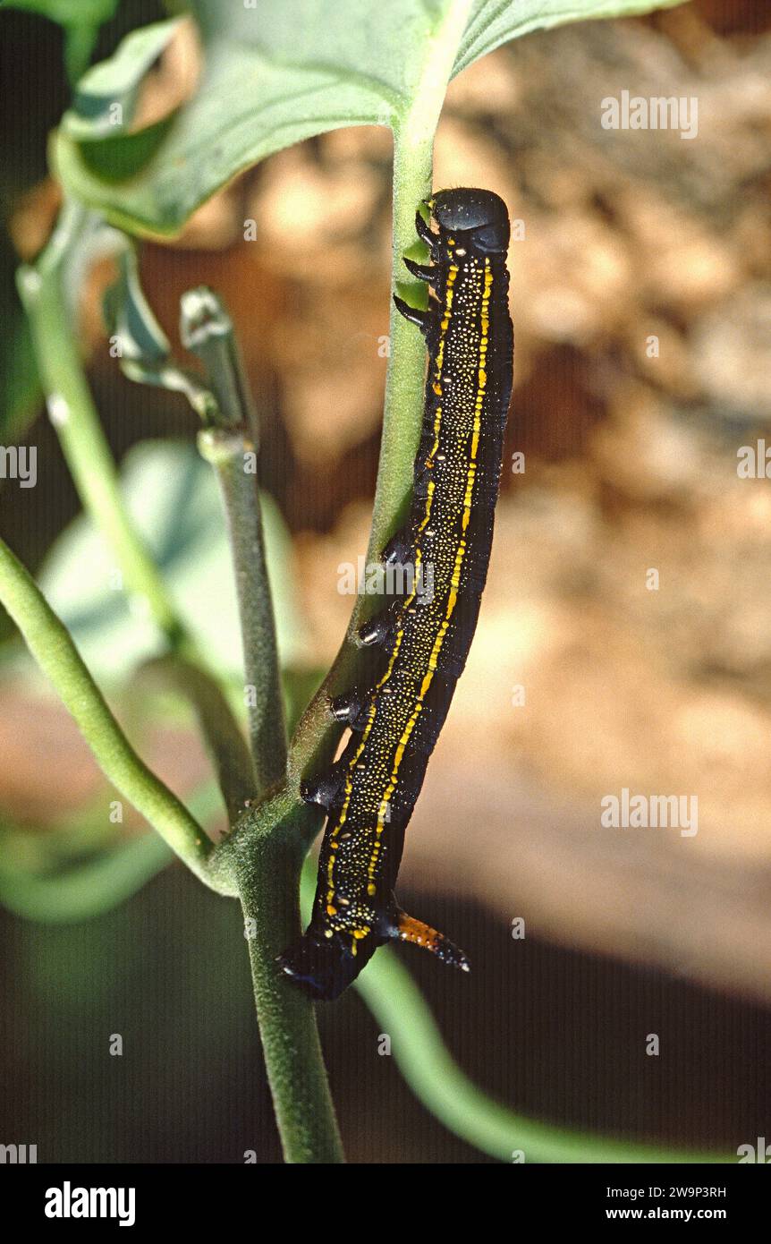 La sfinge bianca (Celerio lineata o Hyles lineata) è una falena con distribuzione cosmopolita. Caterpillar. Foto Stock