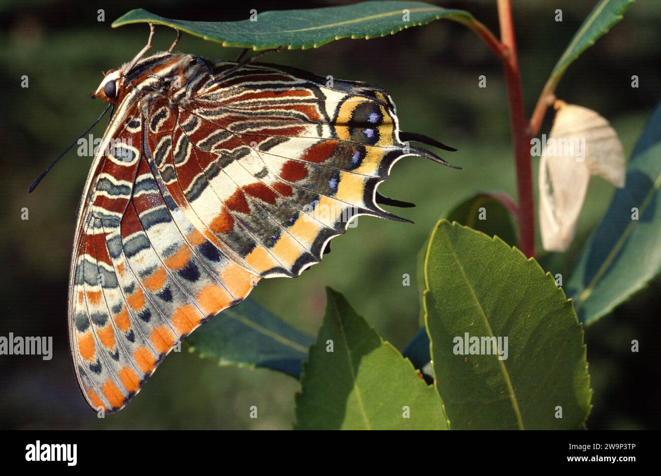 Il Pasha a due code (Charaxes jasius) è una farfalla originaria dell'Europa meridionale e dell'Africa. Adulto appena fuori dal crisalide. Foto Stock