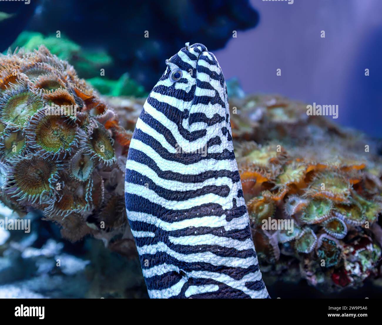 Primo piano di una zebra moray (Gymnomuraena zebra) Foto Stock