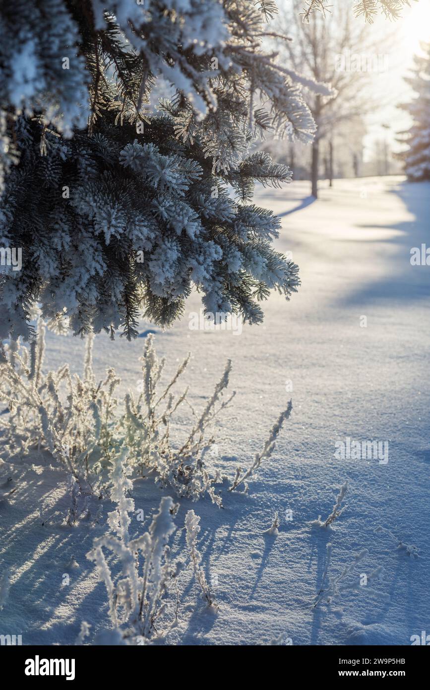 Rami di abete nella neve, giornate limpide e gelide. Primo piano di rami di abete ricoperti di neve nella foresta invernale mattutina. Un vero sfondo invernale. Inverno, N Foto Stock