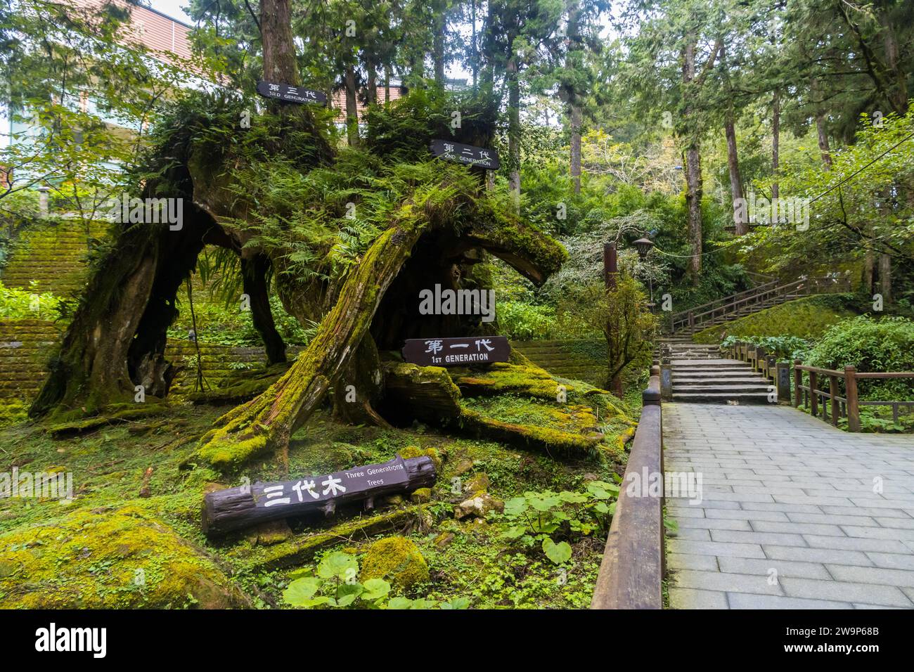 Albero di tre generazioni all'interno degli alberi storici dell'area forestale nazionale di Alishan a Chiyahi, Taiwan Foto Stock