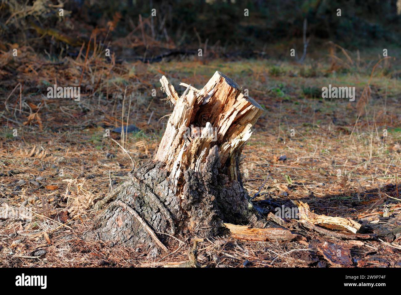 Un ceppo di alberi frantumato con erba e traiettoria sullo sfondo Foto Stock