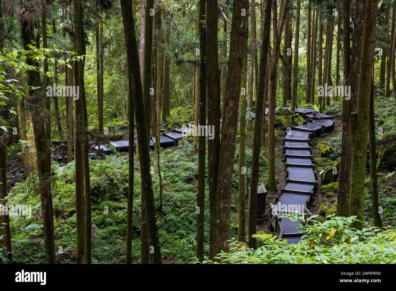 Alishan, Taiwan - 8 ottobre 2023: Attrazioni dell'area ricreativa forestale nazionale di Alishan a Chiyahi, Taiwan Foto Stock