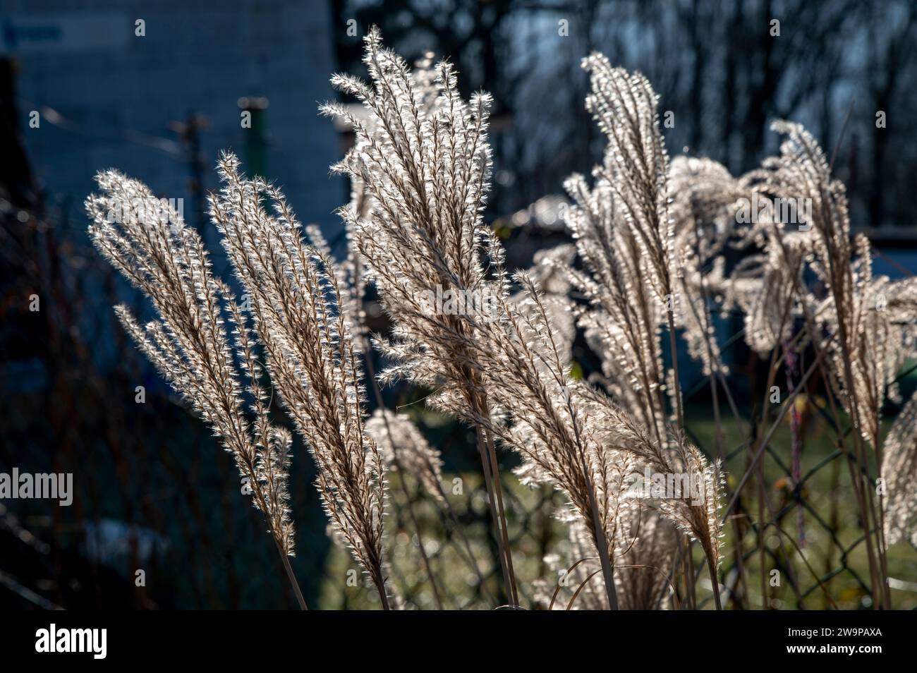 Miscanthus sinensis, l'eulalia o erba d'argento cinese in inverno. Foto Stock