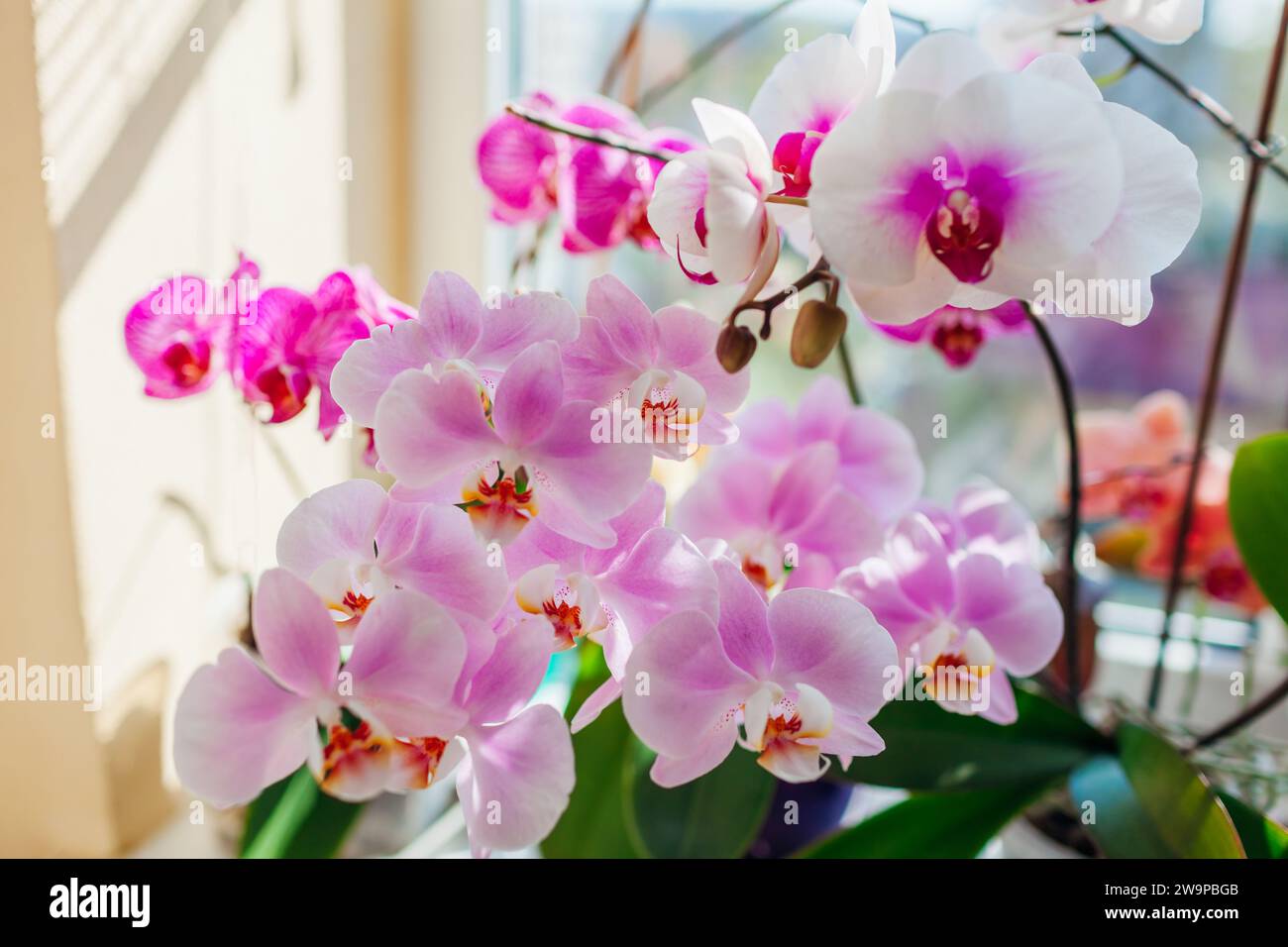 Fioritura delle orchidee phalaenopsis. Fiori bianchi, viola e rosa fioriscono sul davanzale. Primo piano su una varietà di piante domestiche Foto Stock